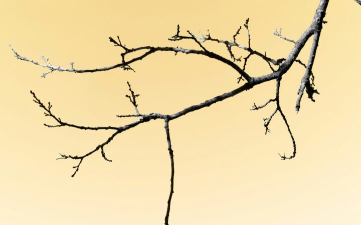 Fruitbomen snoeien: de kalender per soort voor snoei en oogst