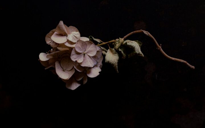 Hortensia in het najaar: snoeien of juist laten staan