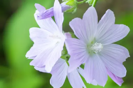 Musk geurproducten voor een warme sfeer in huis