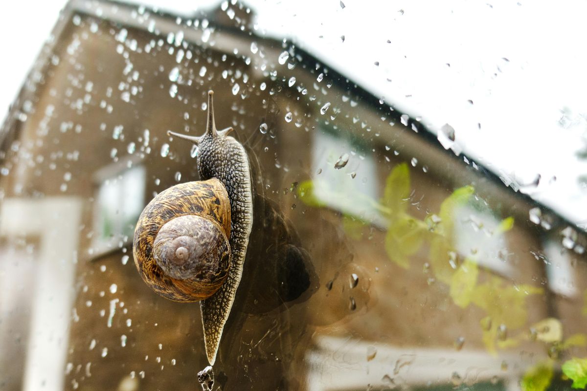 Oma Weet Raadt: Slakken In Huis? Zo Kom Je Eraf Met Ouderwetse Slimheid