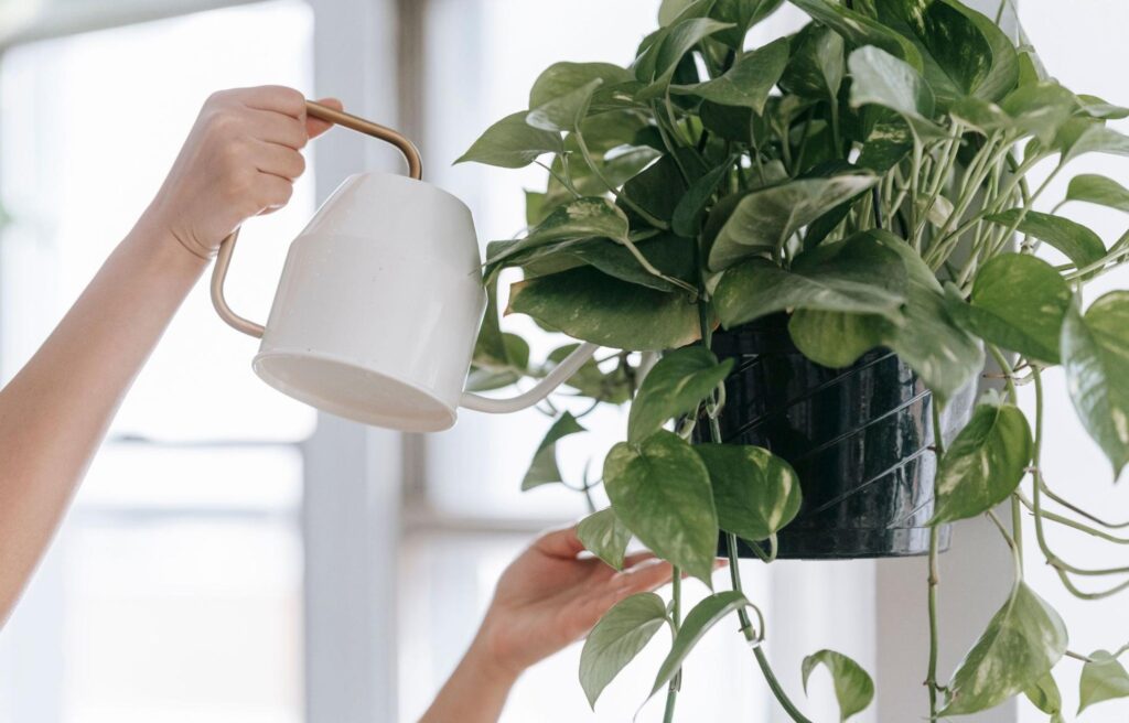 Duurzaam en effectief trips bestrijden - Trips in kamerplanten