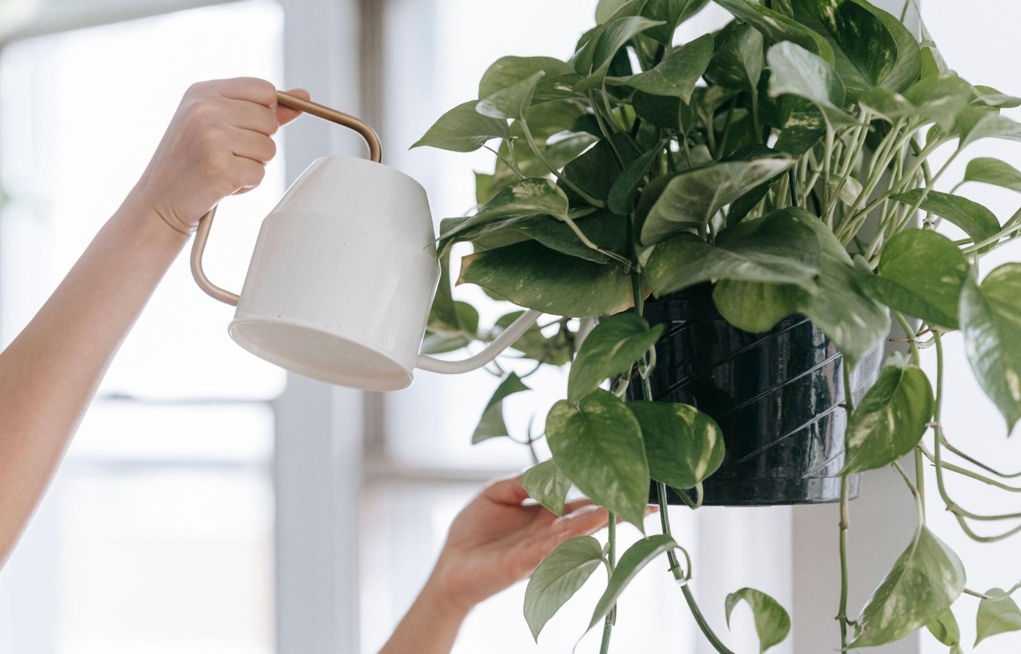 Stem kwijt? Oma weet raad!