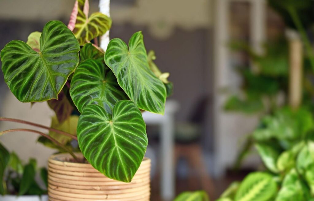 Natuurlijke bestrijding werk samen met de natuur