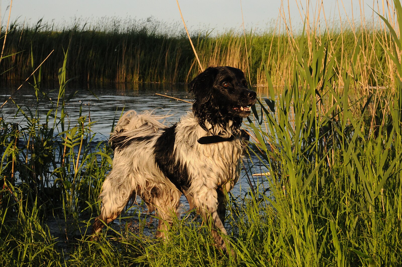 Friese Stabij leeftijd: Zo oud wordt jouw trouwe maatje echt