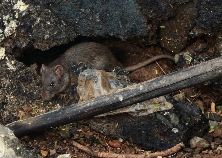 Ratten In Riool Hoe herken je ratten in de tuin: effectieve signalen en tips ...