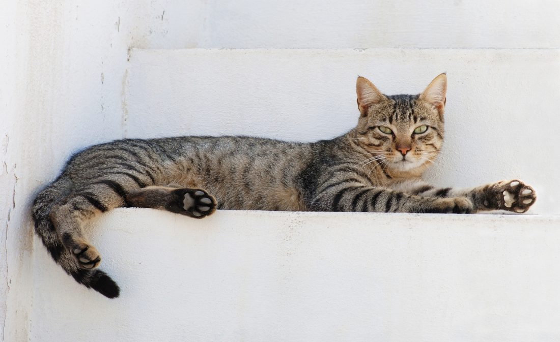 Kattenpisgeur verwijderen? Oma weet raad (per ondergrond)
