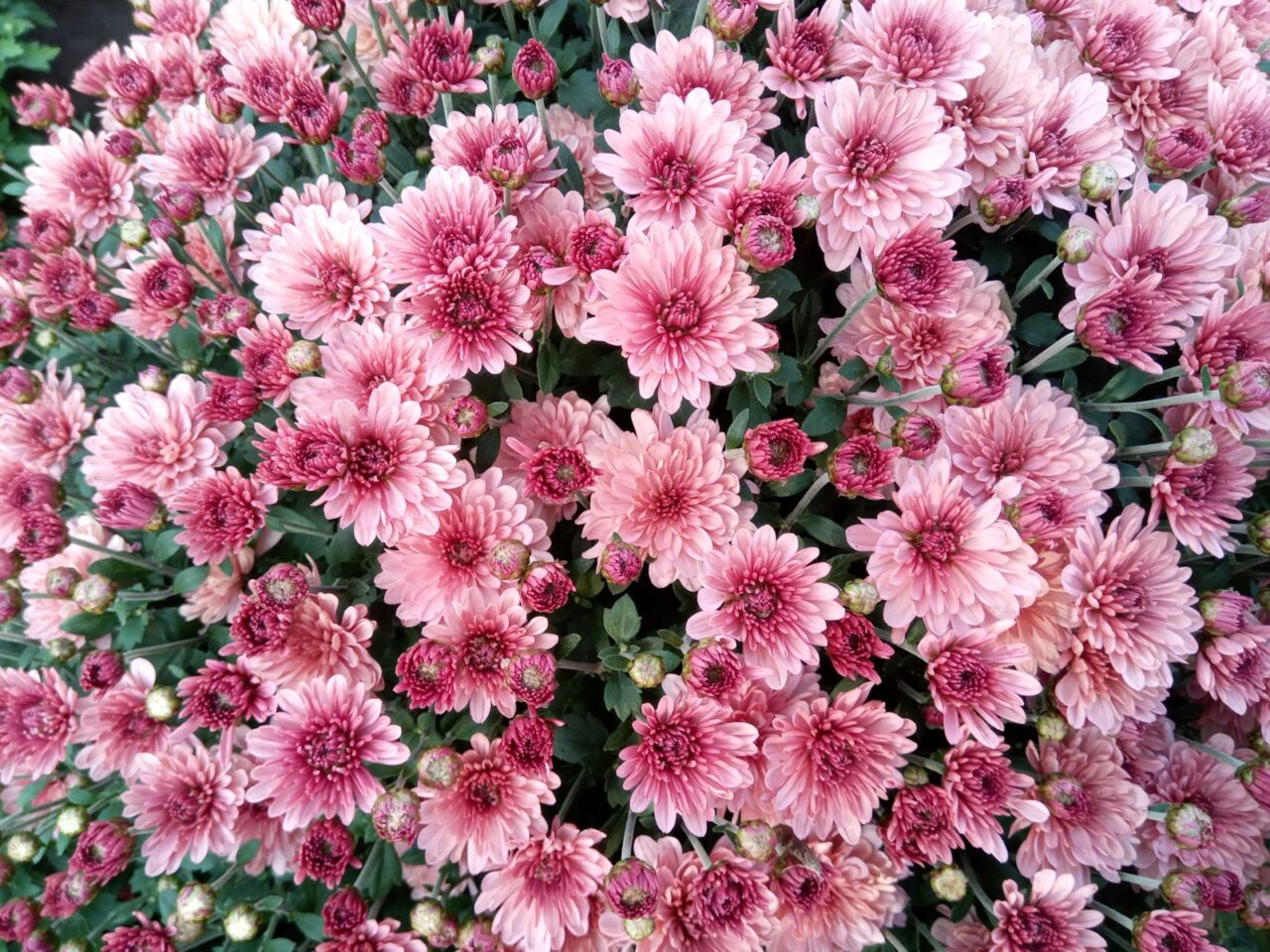 Chrysanten in de tuin: vijf plekken waar ze het nooit goed doen