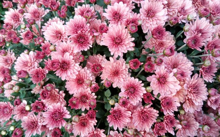 Chrysanten in de tuin: vijf plekken waar ze het nooit goed doen