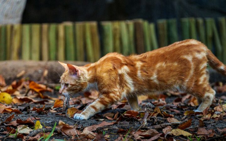 Muizen in huis nu het kouder wordt: helpt een geur als pepermunt echt