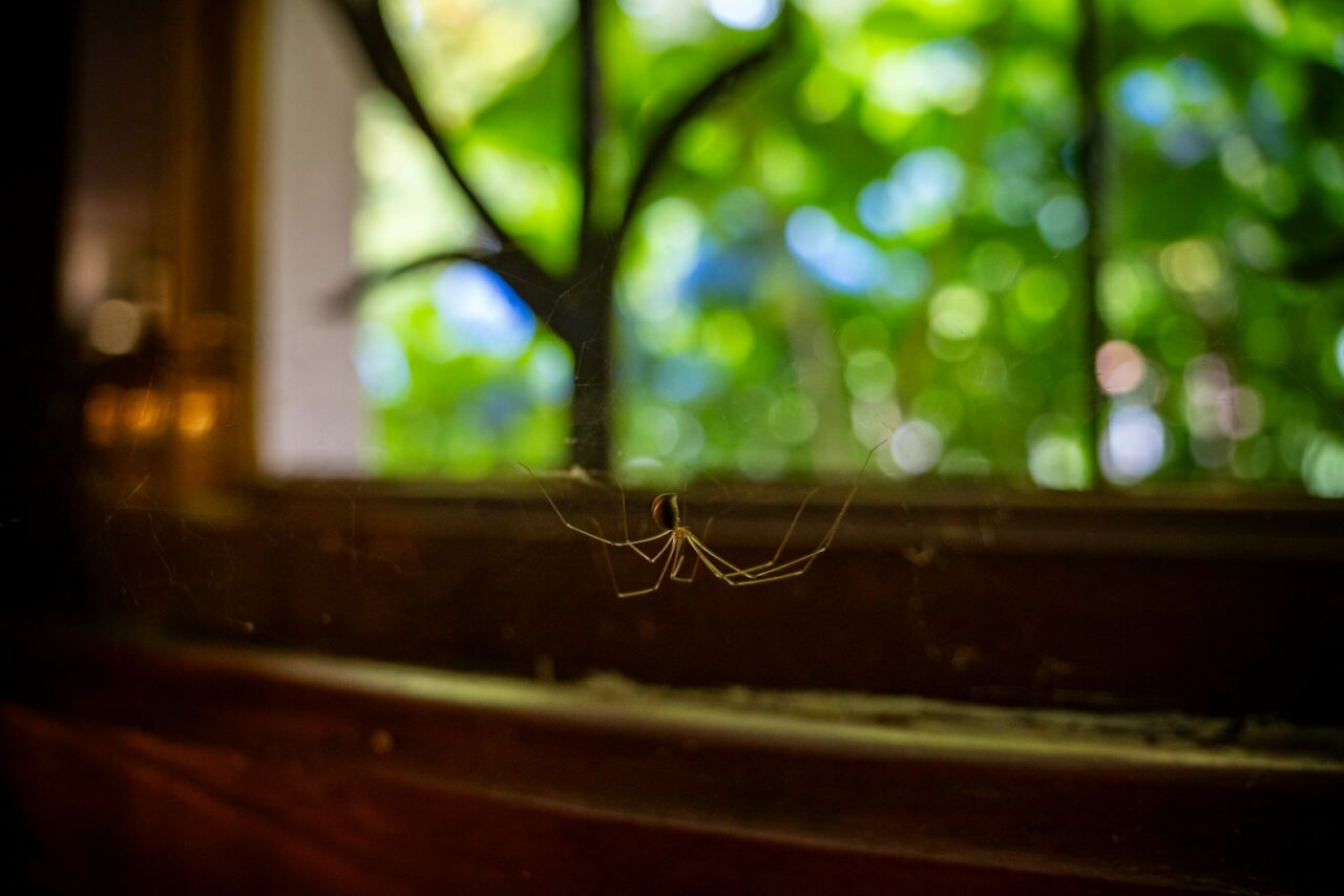 Stinkwantsen in huis nu het herfst is: welke geuren ze wegjagen en welke niet