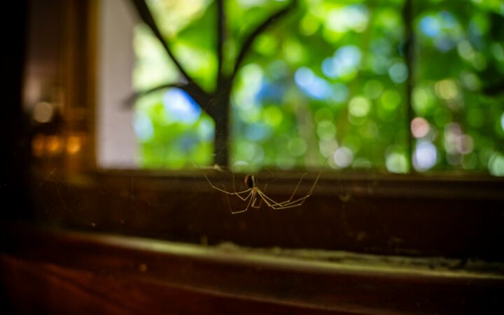 Stinkwantsen in huis nu het herfst is: welke geuren ze wegjagen en welke niet