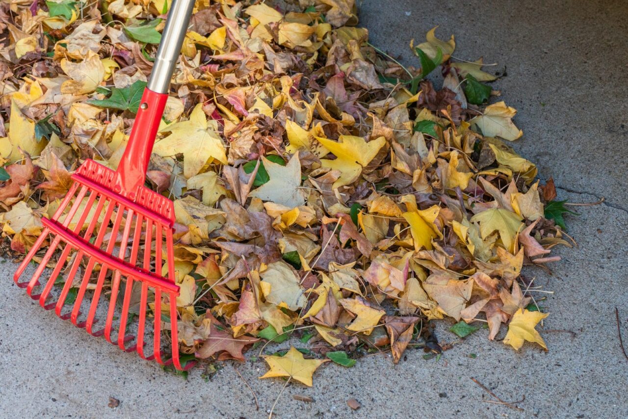 Bladeren harken of laten liggen? Wat je deze herfst weghaalt en wat mag blijven