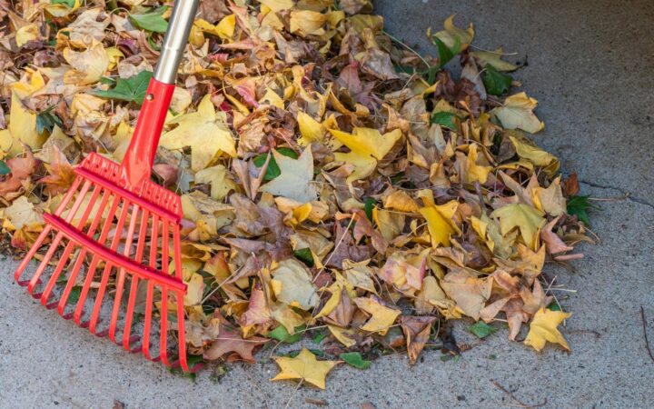 Bladeren harken of laten liggen? Wat je deze herfst weghaalt en wat mag blijven