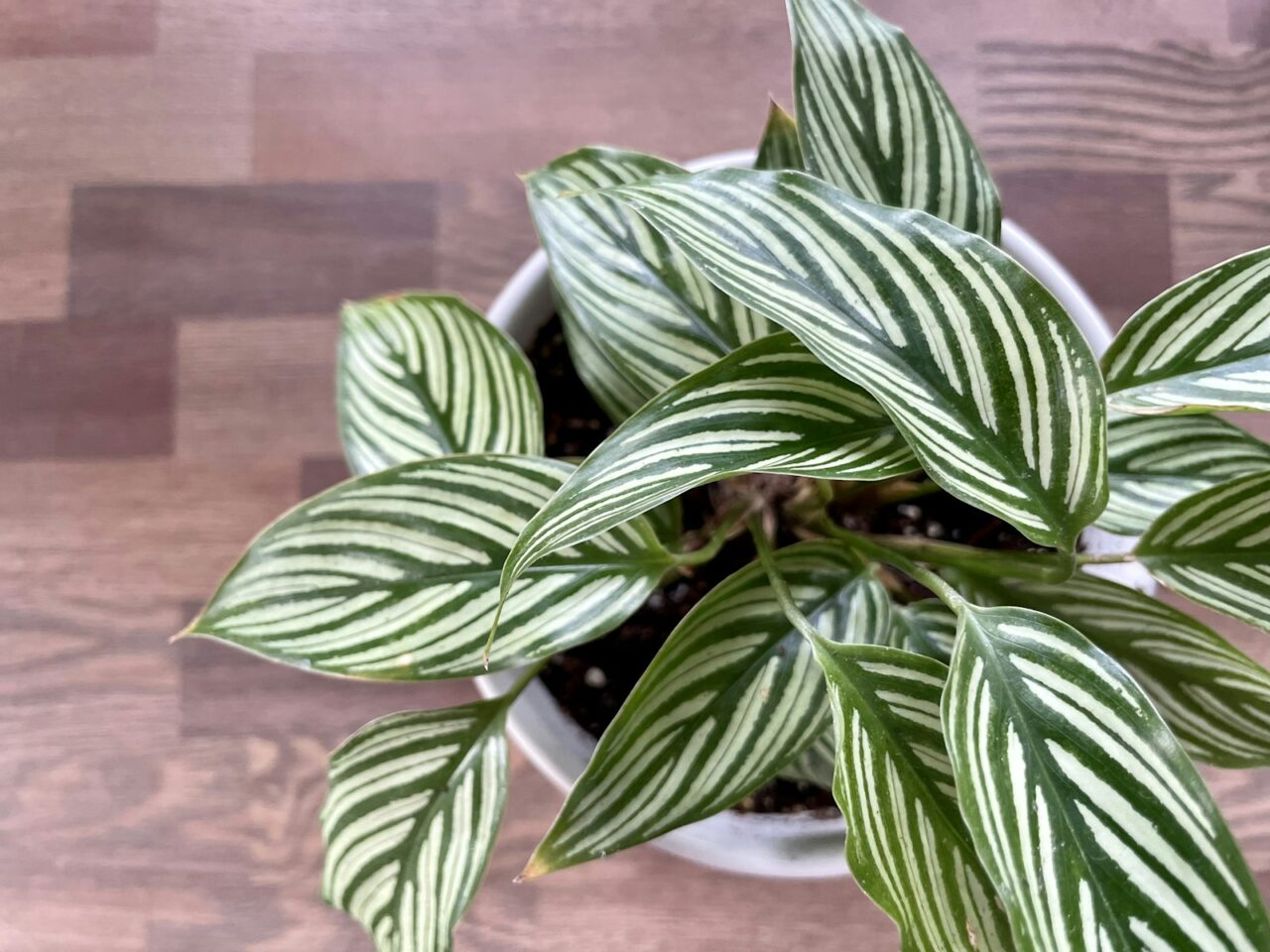 Calathea zebrina in de winter: zo voorkom je bruine bladranden