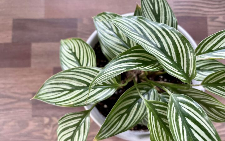 Calathea zebrina in de winter: zo voorkom je bruine bladranden