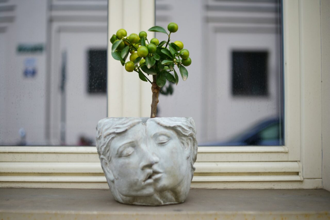 Citrusboompje in huis: geurende fruitbomen die binnen overwinteren
