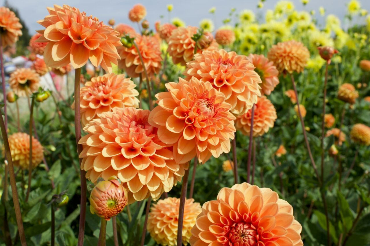 Dahlia’s overwinteren: zo haal je de knollen veilig door de vorst