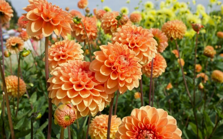 Dahlia’s overwinteren: zo haal je de knollen veilig door de vorst