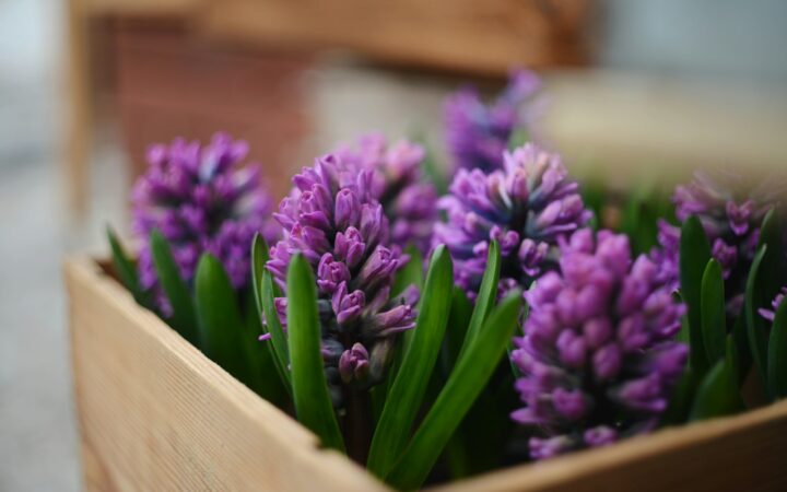 Geurende bloembollen die je nu plant: hyacint en narcis voor binnen en buiten