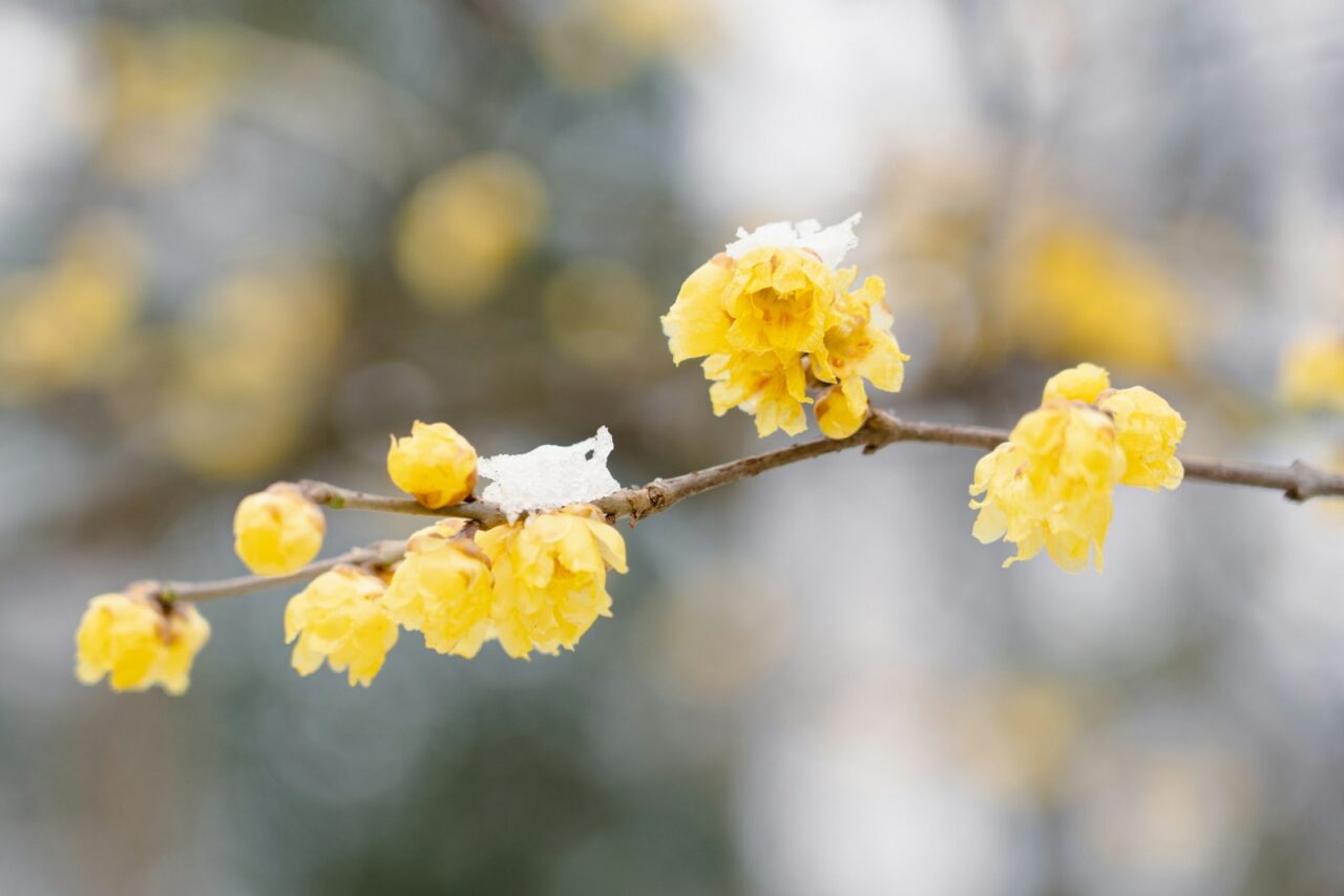 Geurende heesters planten in oktober: deze geven je tuin straks parfum