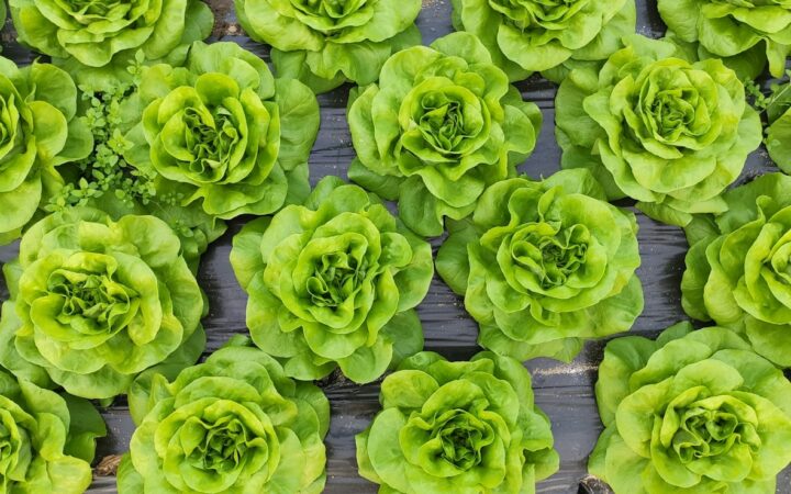 Groenten zaaien in oktober: wat nog kan voor een oogst in winter en voorjaar