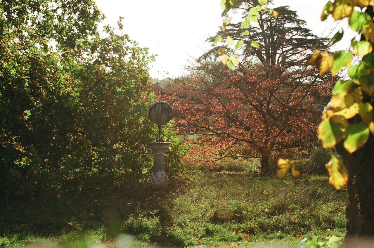 Snoeien in oktober: welke planten nu aan de beurt zijn en welke niet