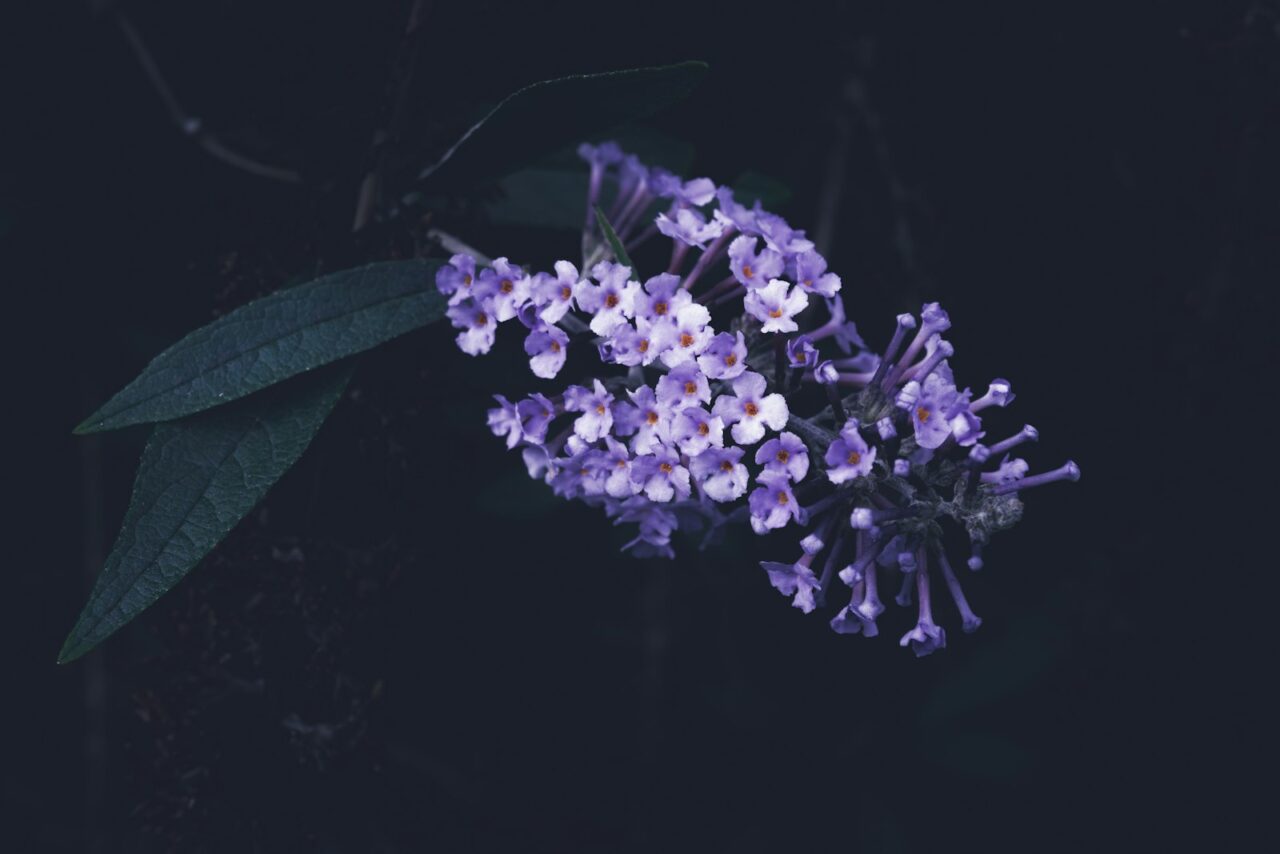 Vlinderstruik in je tuin: waarom kenners hem afraden en wat je dan plant