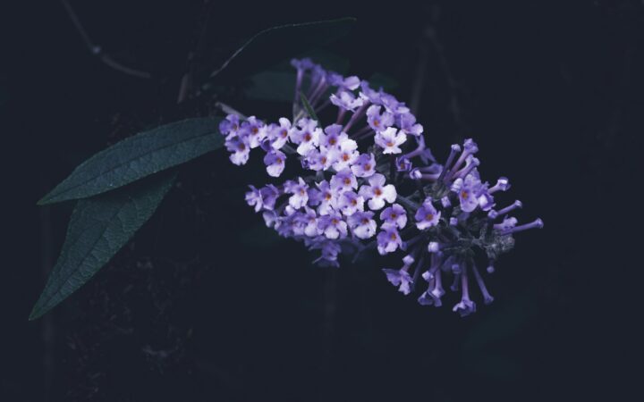 Vlinderstruik in je tuin: waarom kenners hem afraden en wat je dan plant